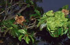 Terminalia cherrieri