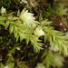Opal Nodding Moss - Photo (c) Stefan Gey, some rights reserved (CC BY-NC), uploaded by Stefan Gey