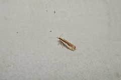 Crambus pseudargyrophorus