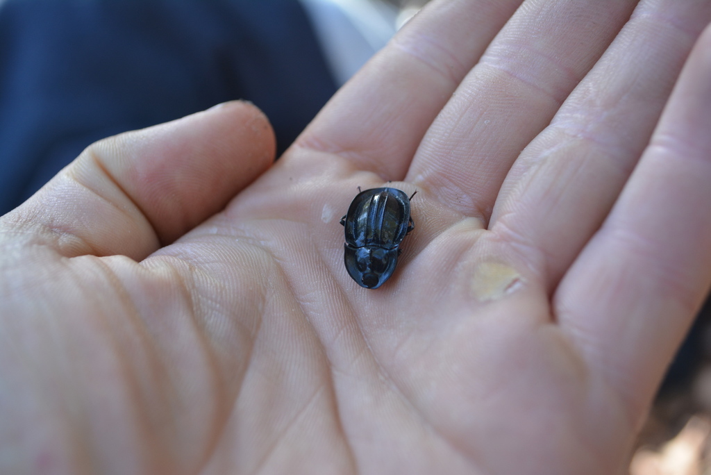 Piedish Beetles from Porongurup WA 6324, Australia on February 08