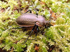 Carabus arvensis