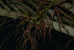 Dypsis decaryi