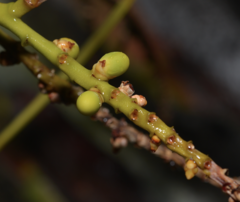 Dypsis decaryi