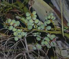 Dypsis decaryi