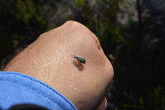 Catasarcus impressipennis