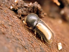 Trypodendron domesticum