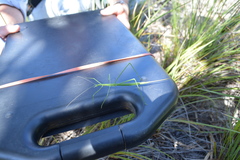 Phasmodes ranatriformis