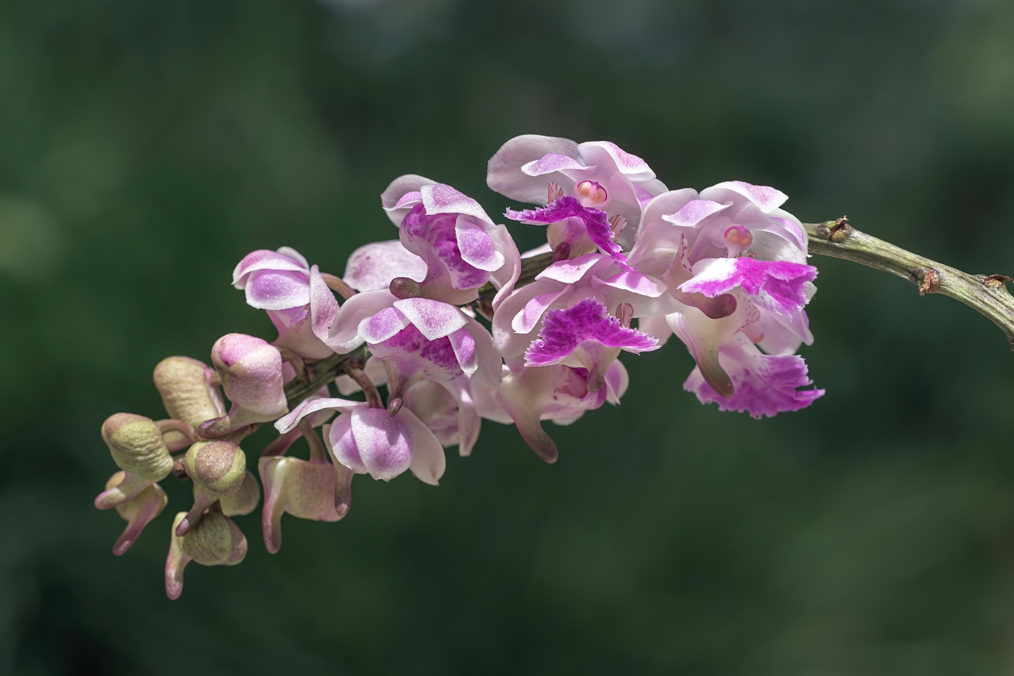 Aerides crispa Lindl.