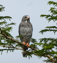 Kaupifalco monogrammicus