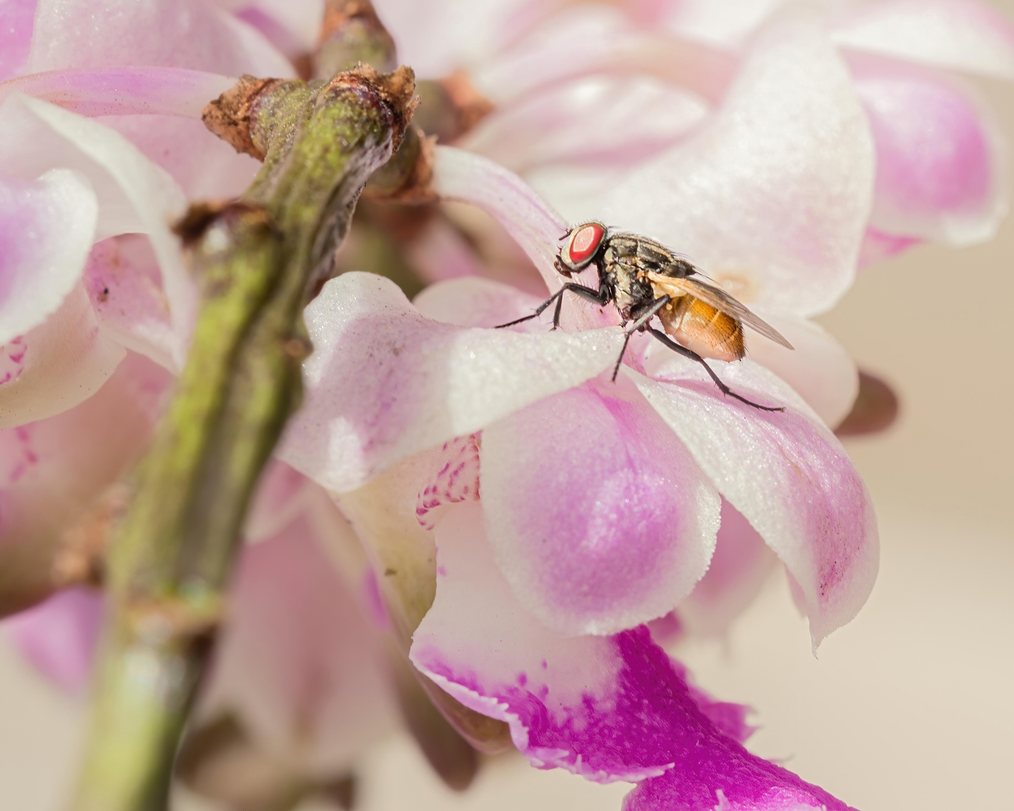 Aerides crispa Lindl. 2
