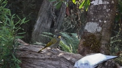 Nesoptilotis flavicollis