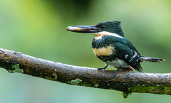 Chloroceryle americana