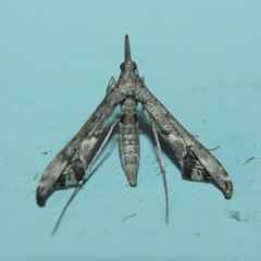 Tineodes adactylalis