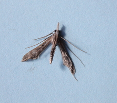 Tineodes adactylalis