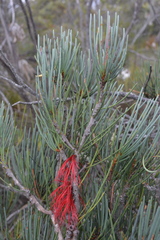 Melaleuca gracilis