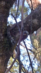 Nesoptilotis flavicollis