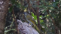 Nesoptilotis flavicollis