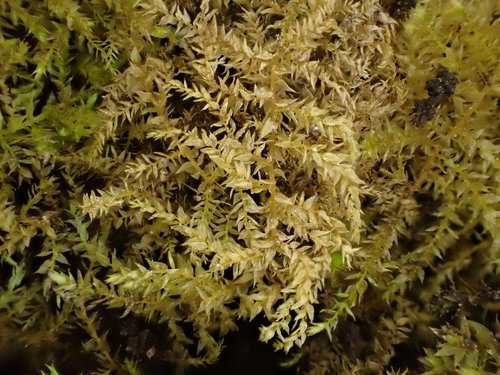 Gaubtoji aštriasnapė nuotrauka