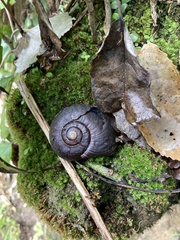 Powelliphanta annectens