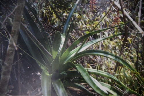 Aloe macra image