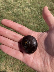 Powelliphanta annectens