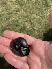 Powelliphanta annectens