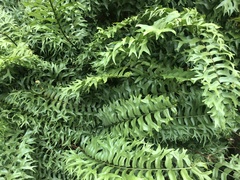 Nephrolepis