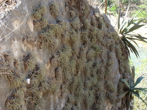Tillandsia pueblensis, photograph 3