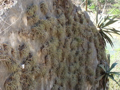 Tillandsia pueblensis, photograph (c) Alexis López Hernández, some rights reserved (CC BY)