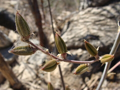 Hechtia rosea (Hechtia rosea)