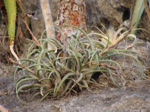 Tillandsia pueblensis, photograph 6