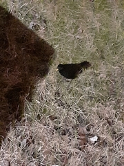 Turdus merula