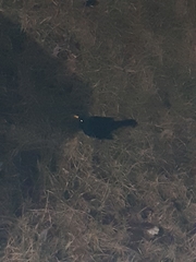 Turdus merula
