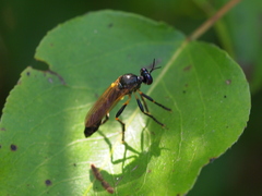 Dioctria cothurnata