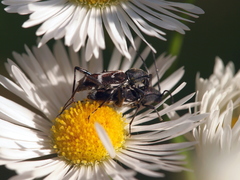 Chlorophorus sartor