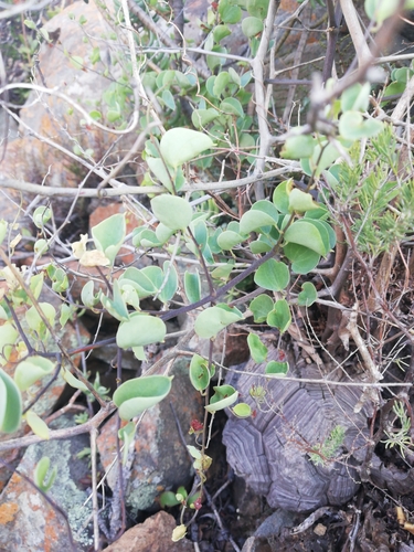 Image of Dioscorea elephantipes by (c) Christiaan Viljoen, some rights reserved (CC BY)
