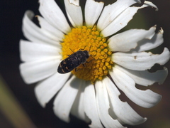 Acmaeoderella flavofasciata