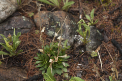 Draba subamplexicaulis