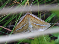 Chariaspilates formosaria