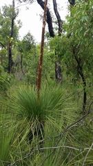 Xanthorrhoea platyphylla