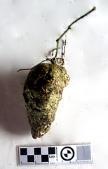 Kedrostis nana