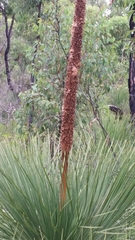 Xanthorrhoea platyphylla