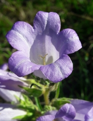 Campanula speciosa