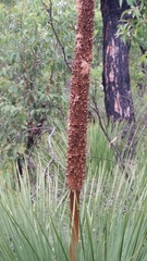 Xanthorrhoea platyphylla