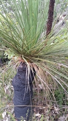 Xanthorrhoea platyphylla