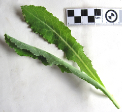 Lactuca inermis