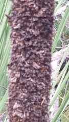 Xanthorrhoea platyphylla