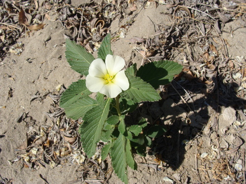 Turnera velutina, photograph 1