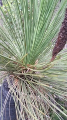 Xanthorrhoea platyphylla