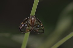 Euricania ocellus